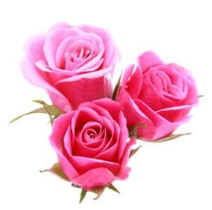 Rosen